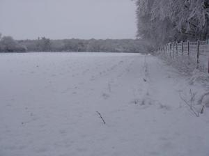 Christmas tree plantation 019